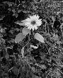 Sonnenblume1.jpg