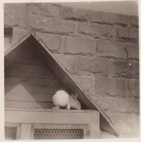 Weisser_Hase-2.jpg